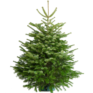 Prémiová Nordmann jedľa